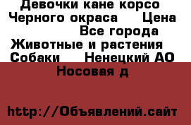 Девочки кане корсо. Черного окраса.  › Цена ­ 65 000 - Все города Животные и растения » Собаки   . Ненецкий АО,Носовая д.